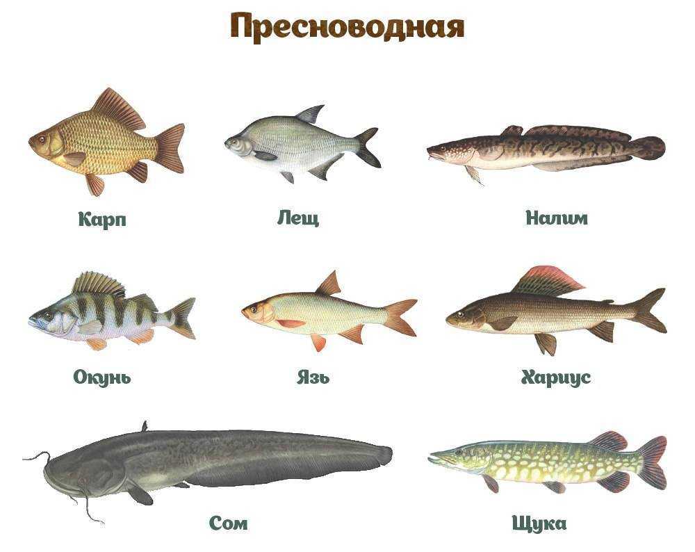 Топ-10 самых полезных рыб для человека