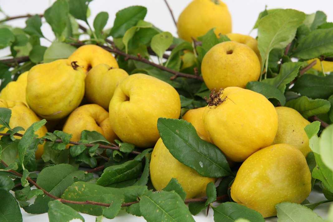 Айва фрукт: полезные свойства и целебная сила ярких плодов