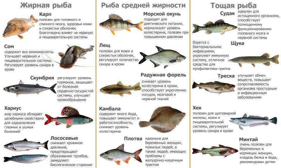 Есть рыбу каждый день - результаты. топ 10 самых полезных и доступных сортов рыбы