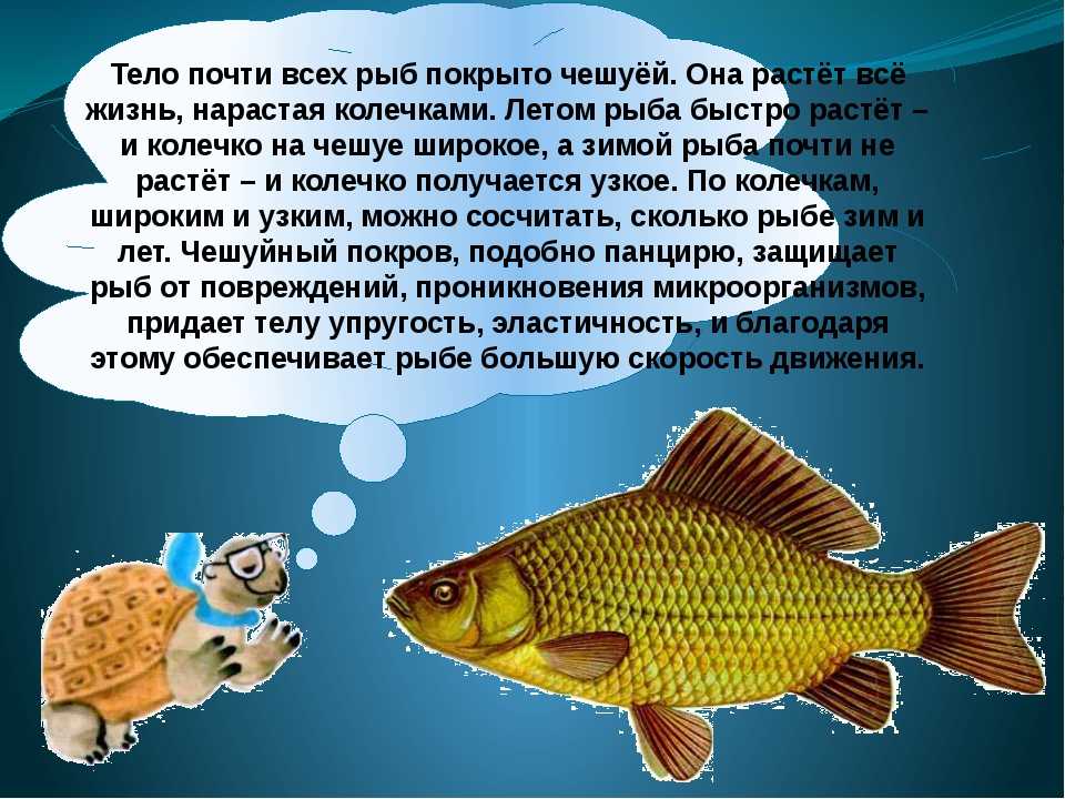 Карась: польза и вред для организма. пищевая ценность, витамины, калорийность рыбы - onwomen.ru