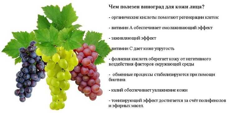 Виноград: польза и вред - полезные свойства винограда и противопоказания для здоровья человека