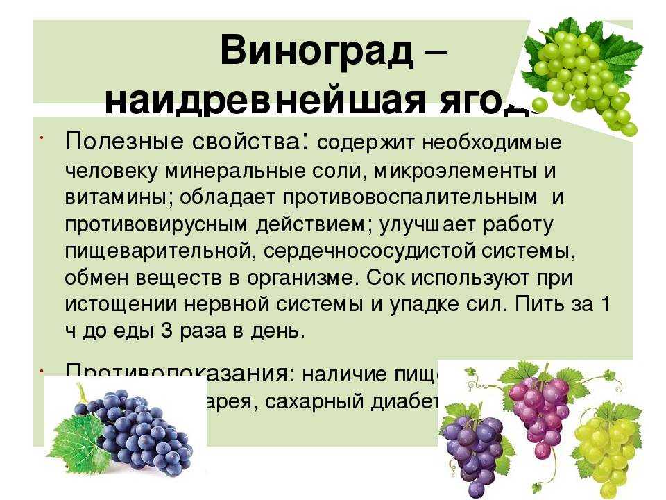 Блог от иоаннычерный виноград – польза и вред для организма, состав, калорийность
черный виноград – польза и вред для организма, состав, калорийность