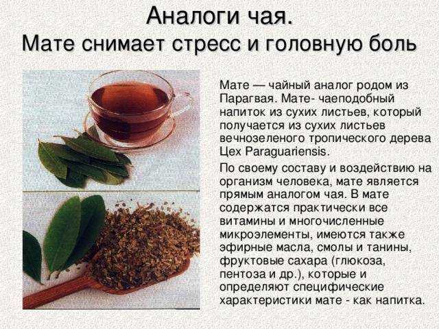 Чай мате:полезные свойства, как заваривать