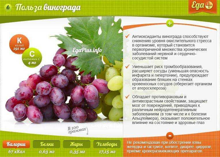 Все о пользе черного винограда и особенностях его употребления. чем обернется добавление винограда в повседневный и диетический рацион