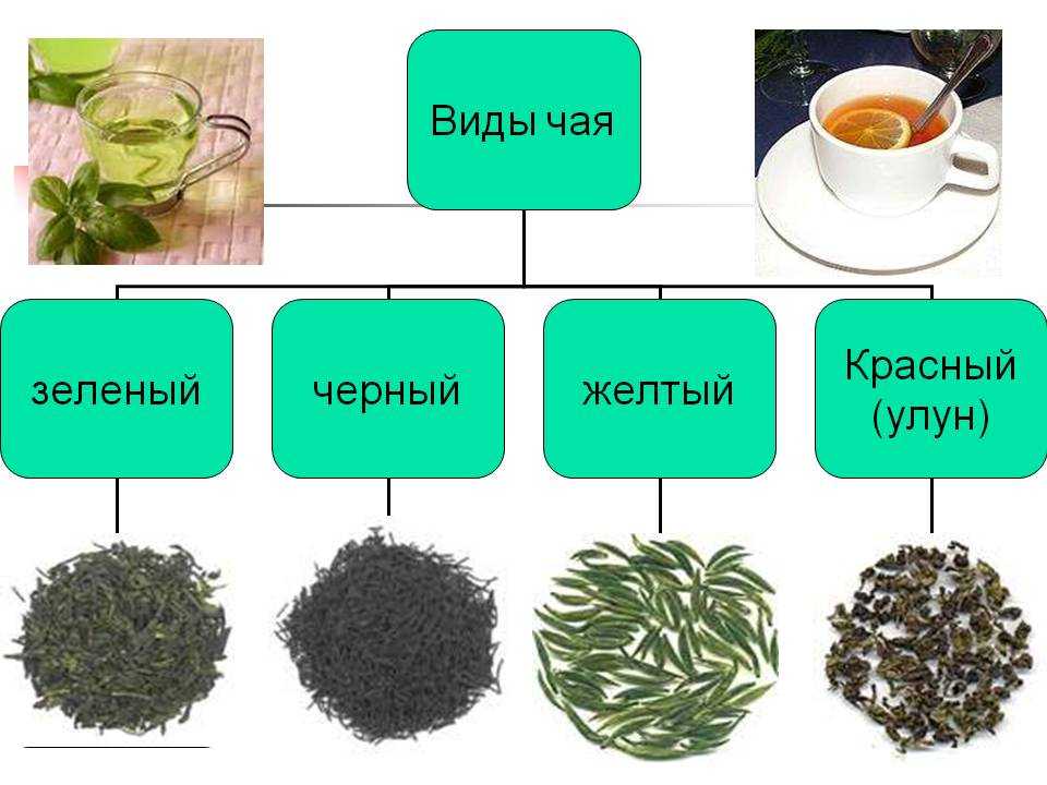 Чай напиток виды. Ассортимент чая. Разновидности чая. Сорта чая. Классификация зеленого чая.