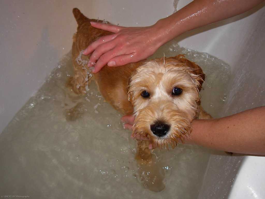 Почему нельзя мыть собаку шампунем, предназначенным для людей