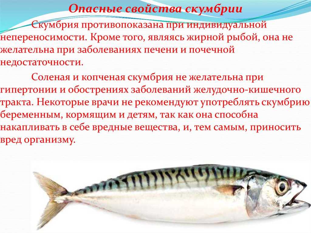 Все о лососе: польза и вред, кому его нельзя и что из него готовить