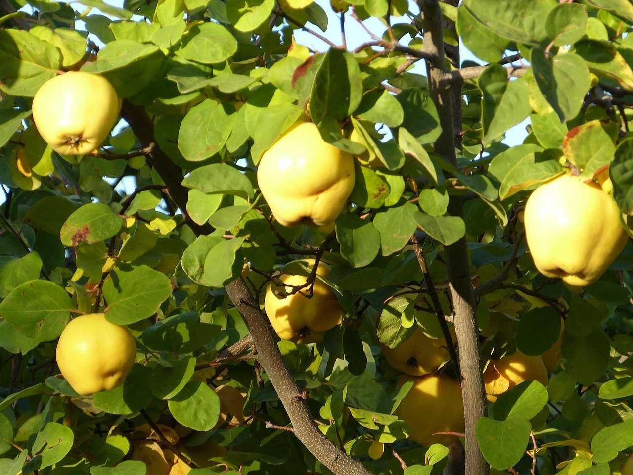 Айва — фрукт: польза и как есть