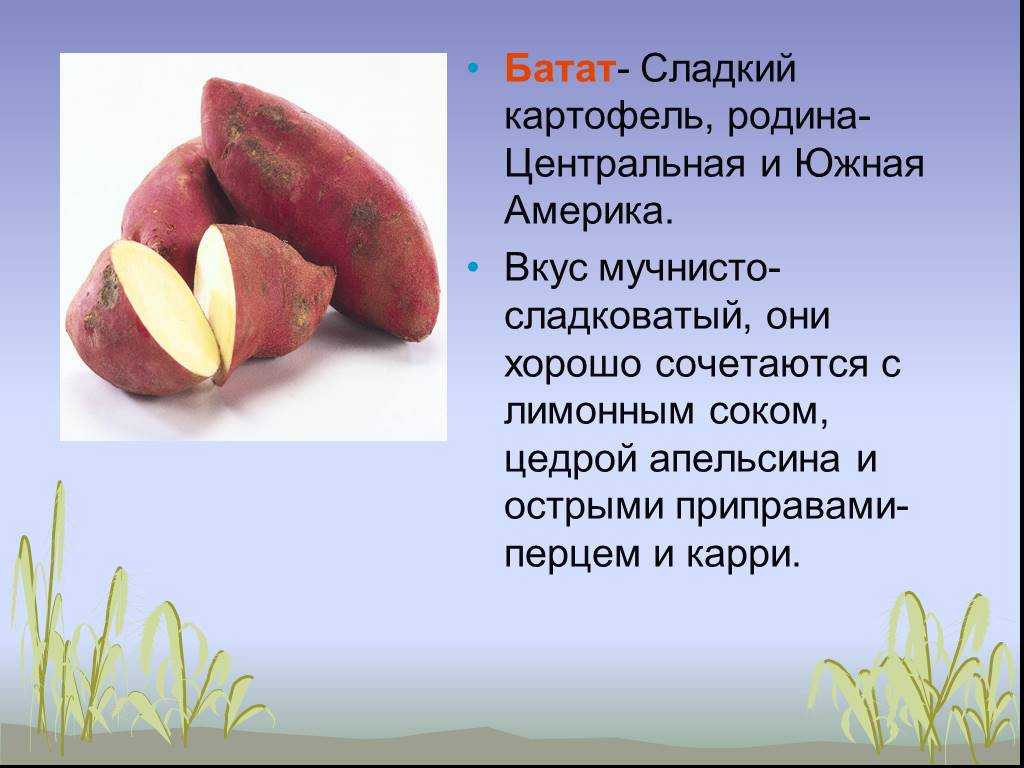 Батат (сладкий картофель): полезные свойства и вред